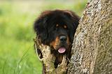 DOGUE DU TIBET 808